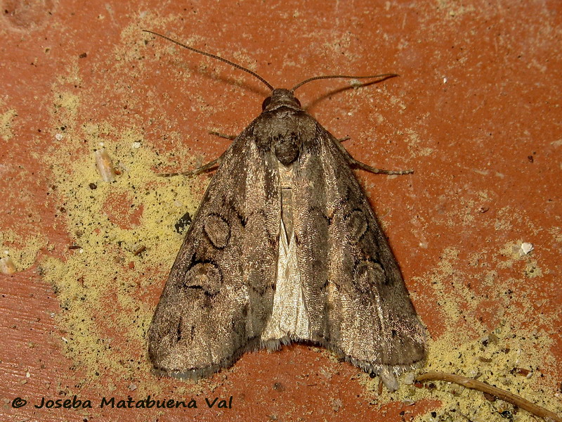 Noctuidae di questa fine settimana